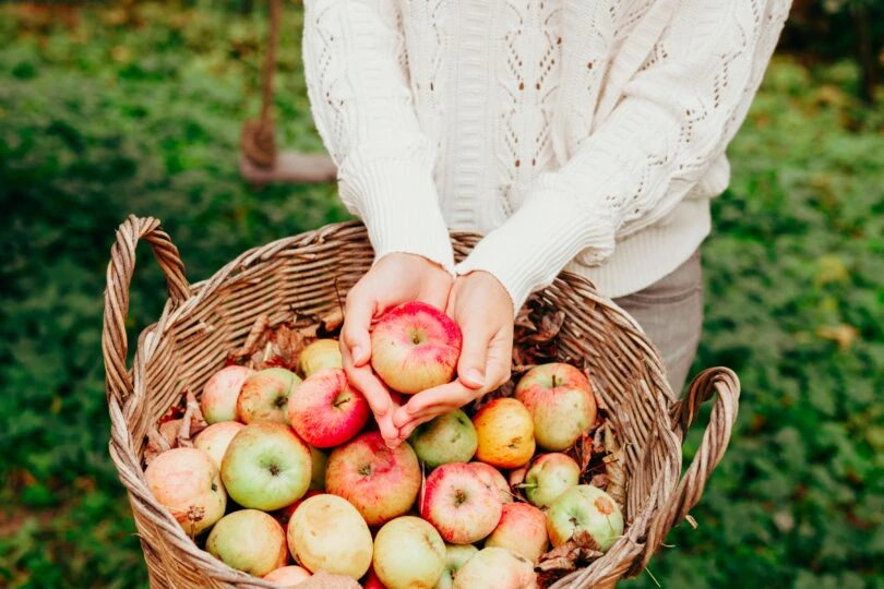 apple-harvest-2022-08-01-03-57-49-utc-810x540 apple-harvest-2022-08-01-03-57-49-utc-810x540